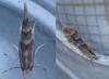 329846 – Photo : Dominique THAUVIN – France (45)