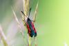 329861 – Photo : Christian Peyron – France (31)