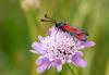 329862 – Photo : Christian Peyron – France (31)