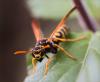 329832 – Photo : lguez – France (91)