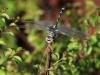 329627 – Photo : D.Mouchené – Croatie