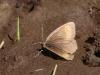329853 – Photo : Sylvain Houpert – France (31)