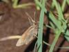 329854 – Photo : Sylvain Houpert – France (31)