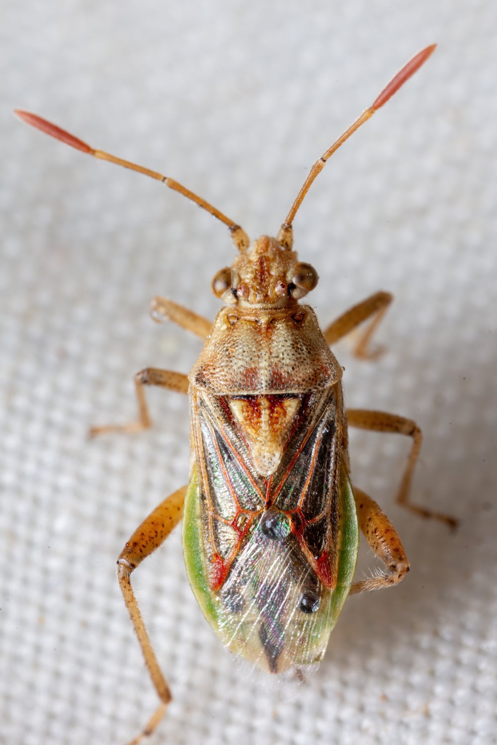 André Burgers - Stictopleurus pictus - réf. 329681 (1000 x 1500 pixels, 170 ko)