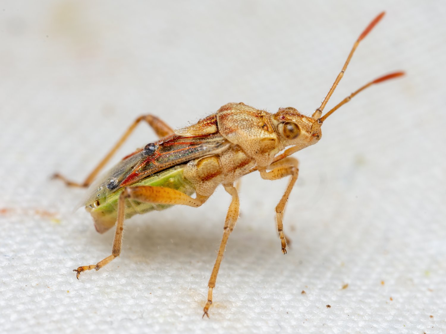 André Burgers - Stictopleurus pictus - réf. 329682 (1500 x 1125 pixels, 145 ko)
