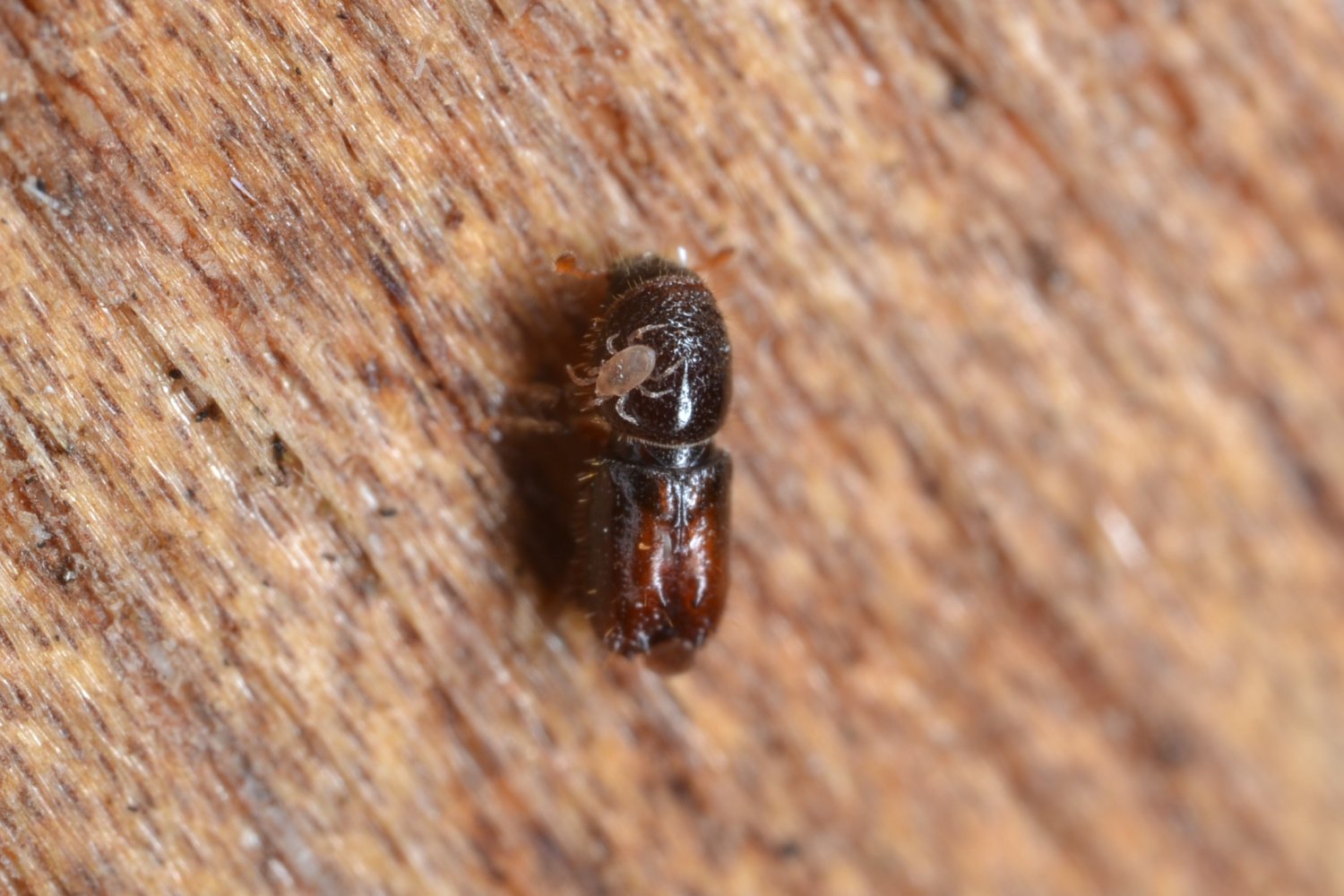 Nataël Adam - Inconnu inconnu - réf. 329500 (1500 x 1000 pixels, 198 ko)