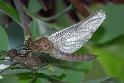 Cordulia aenea