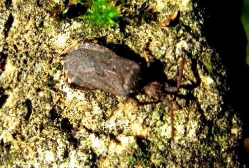 Bothrostethus annulipes