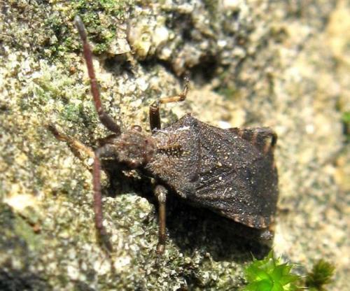 Bothrostethus annulipes