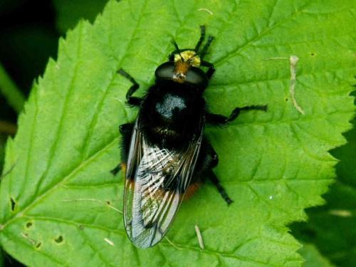 Volucella bombylans