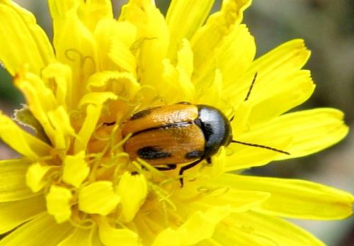 Réf. 33 052 : Cryptocephalus rugicollis