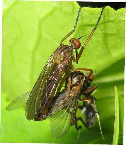 Réf. 33 248 : Empis sp.