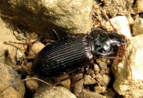 Réf. 33 051 : Nebria sp.