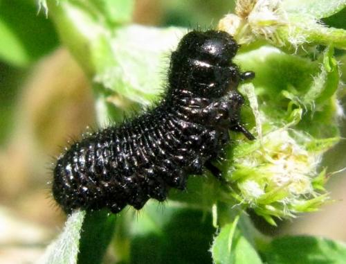 Réf. 33 049 : Colaspidema barbarum