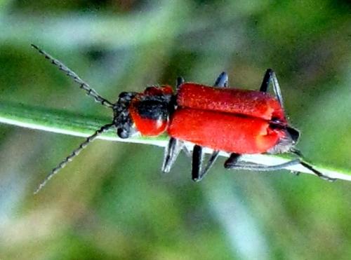 Clanoptilus rufus