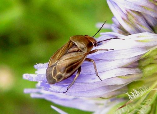 Réf. 33 109 : Strongylocoris obscurus