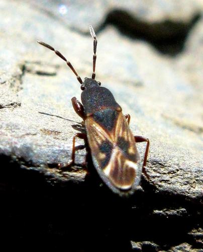 Réf. 33 155 : Icus angularis
