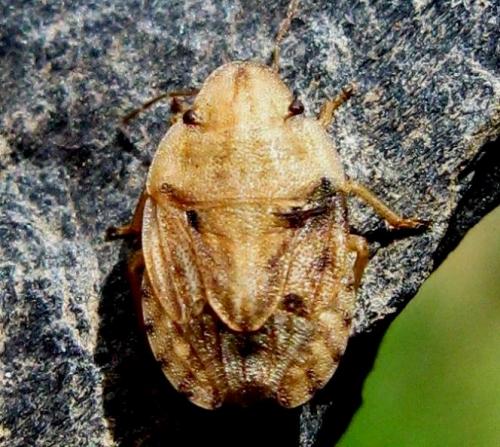 Sciocoris sulcatus