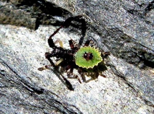 Enoplops scapha