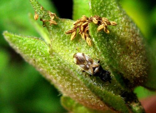 Réf. 33 154 : Macroplax fasciata