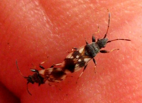 Réf. 33 153 : Macroplax fasciata