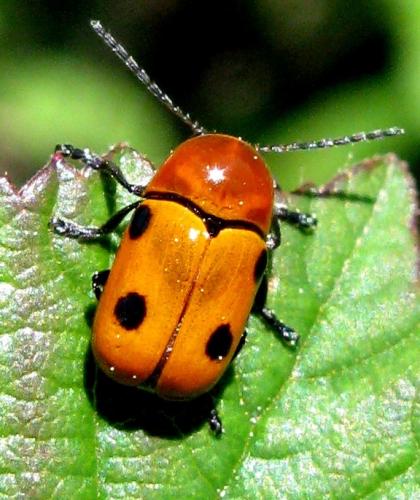 Cryptocephalus bimaculatus