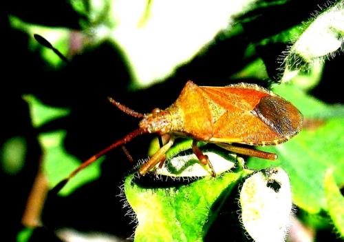 Gonocerus acuteangulatus