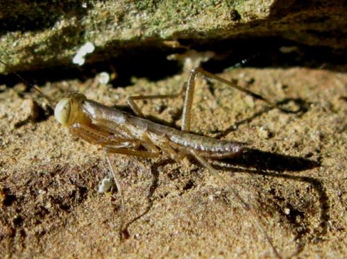 Mantis religiosa