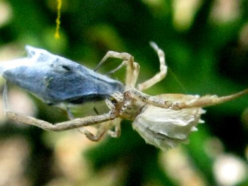 Uloborus walckenaerius