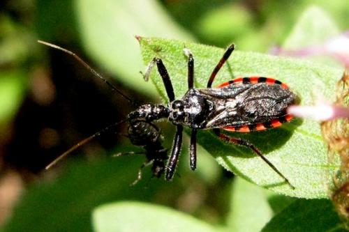 Réf. 33 464 : Sphedanolestes sanguineus