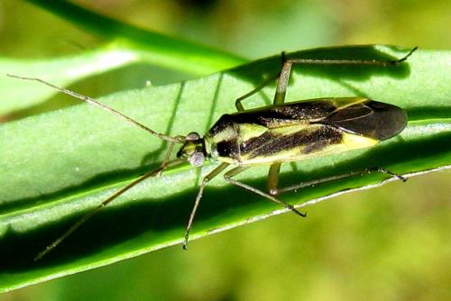 Stenotus binotatus