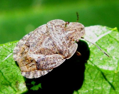 Sciocoris homalonotus