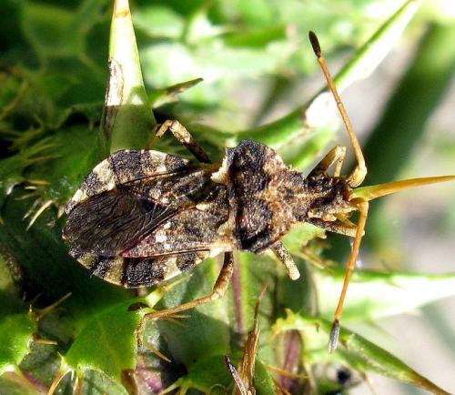 Réf. 33 580 : Centrocoris variegatus