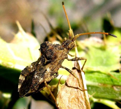 Centrocoris variegatus