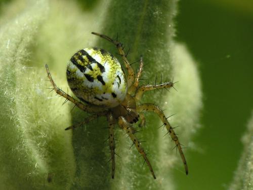 Réf. 33 382 : Mangora acalypha
