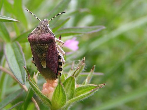 Dolycoris baccarum