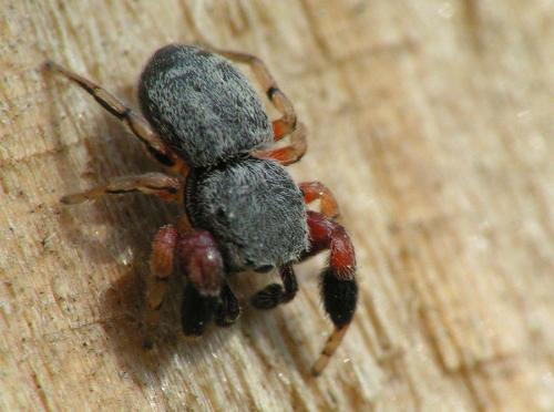 Ballus rufipes