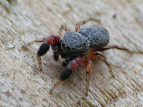 Réf. 33 405 : Ballus rufipes