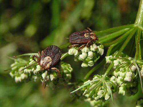 Réf. 33 678 : Dermacentor reticulatus