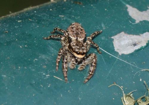 Marpissa muscosa