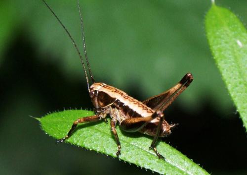 Decticinae