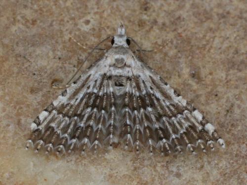 Alucita palodactyla