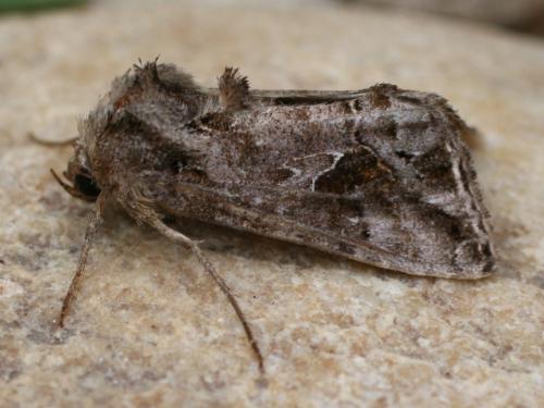 Ctenoplusia accentifera
