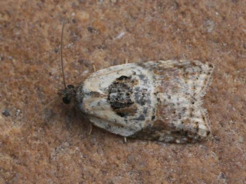 Réf. 33 677 : Acleris variegana