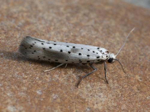 Yponomeuta irrorella
