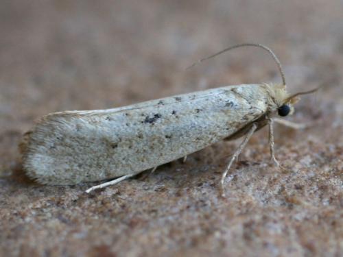 Myrmecozela ataxella