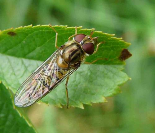Episyrphus balteatus
