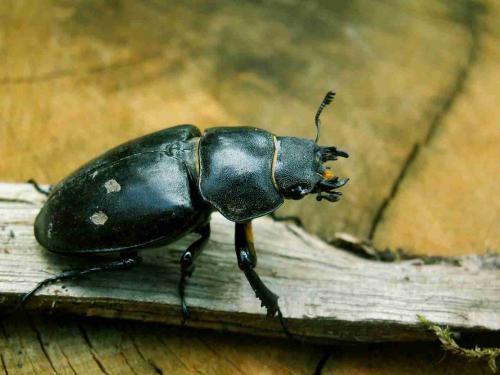 Lucanus cervus