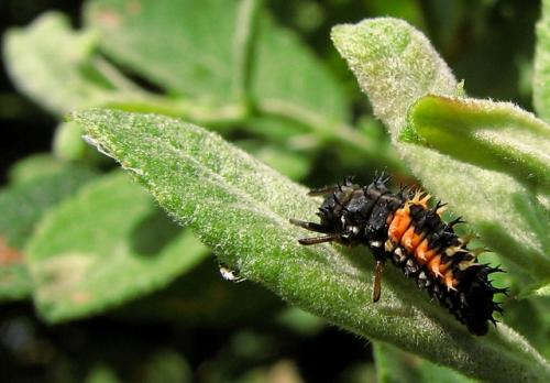 Harmonia axyridis