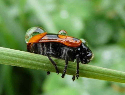 Clytra sp.